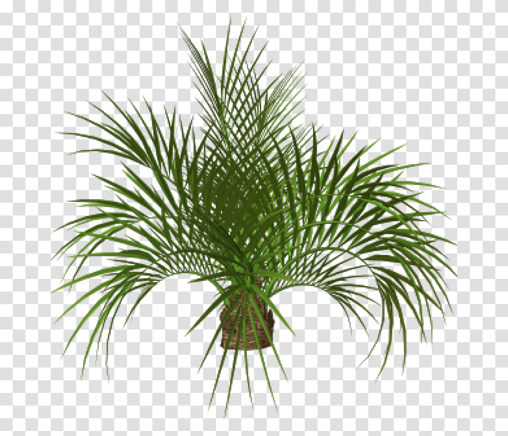 Palm Tree Plan Flower Tree Hd, Plant, Vegetation, Bush, Nature Transparent Png