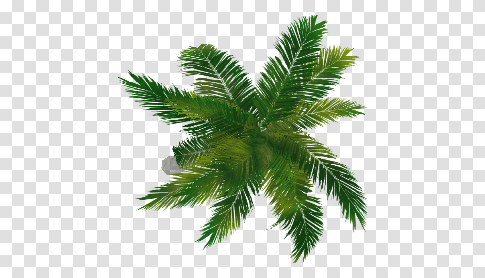 Palm Tree Plan View & Clipart Free Download Palm Tree Top View, Leaf, Plant, Green, Vegetation Transparent Png