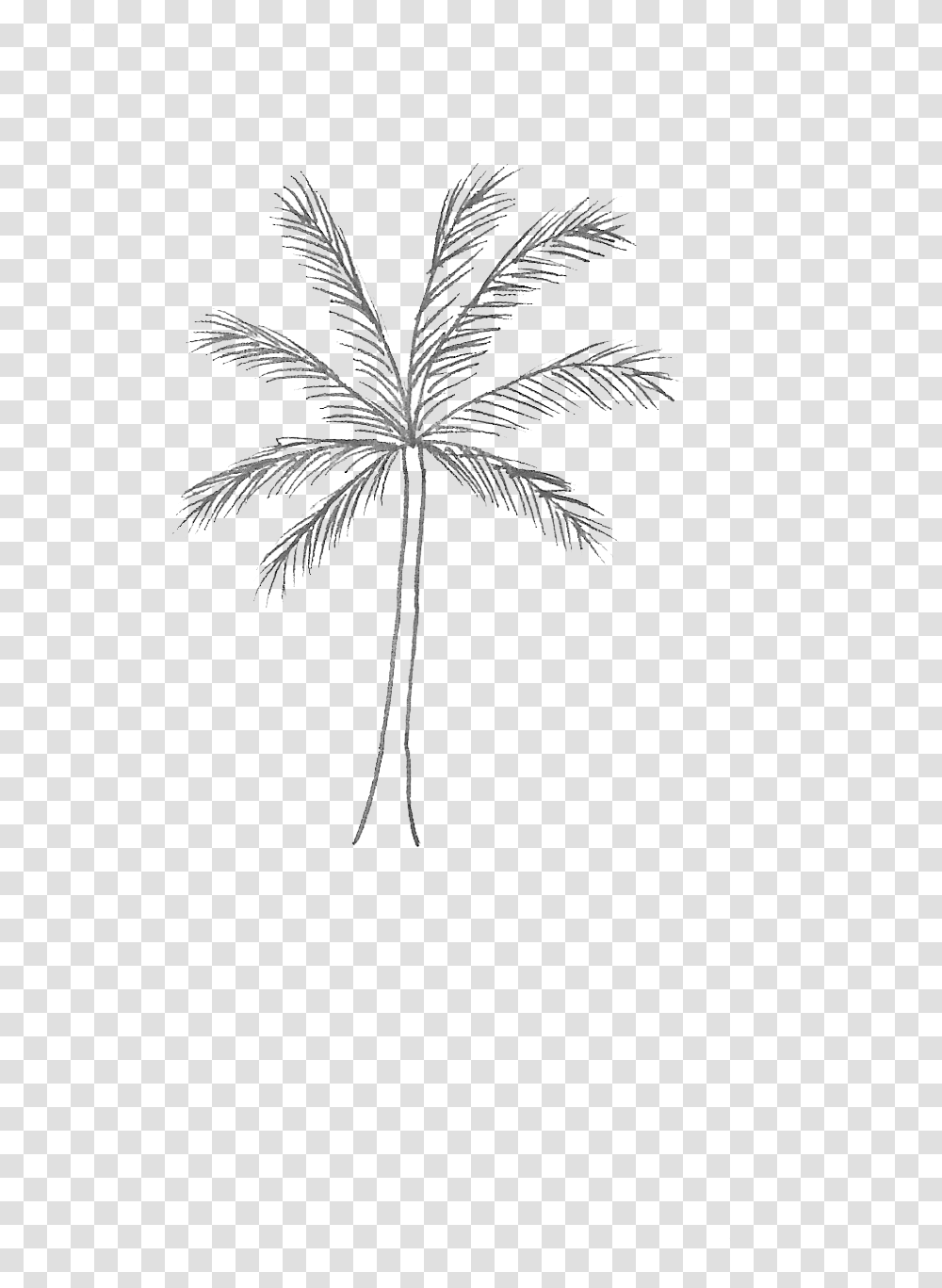 Palm Tree, Plant, Arecaceae, Bird, Animal Transparent Png