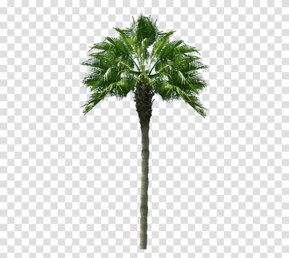 Palm Tree, Plant, Arecaceae, Cross Transparent Png