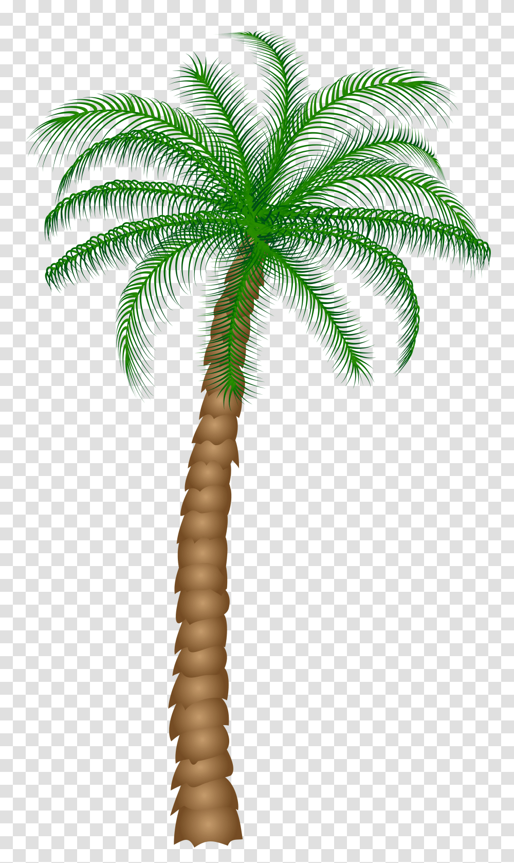 Palm Tree, Plant, Arecaceae, Cross Transparent Png