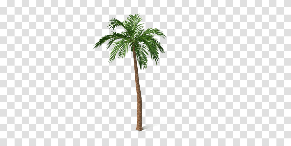 Palm Tree, Plant, Arecaceae, Cross Transparent Png