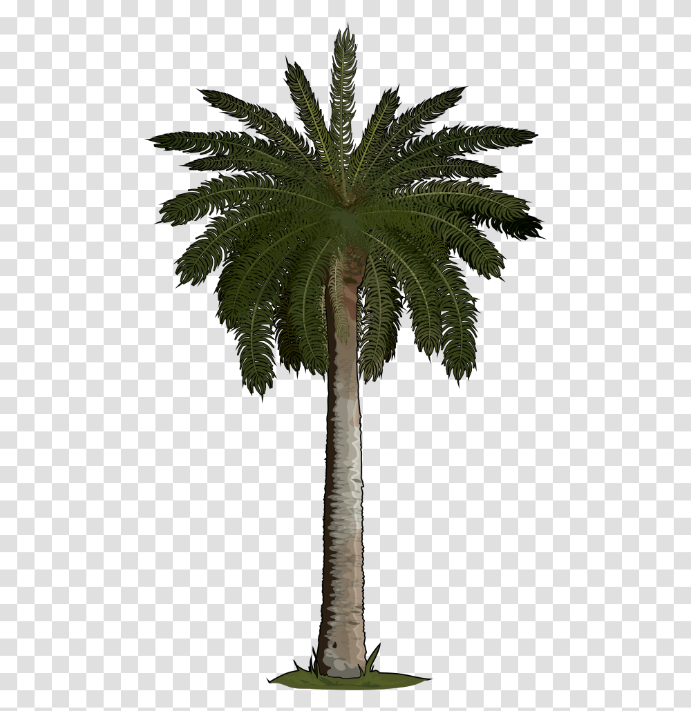 Palm Tree, Plant, Arecaceae, Cross Transparent Png