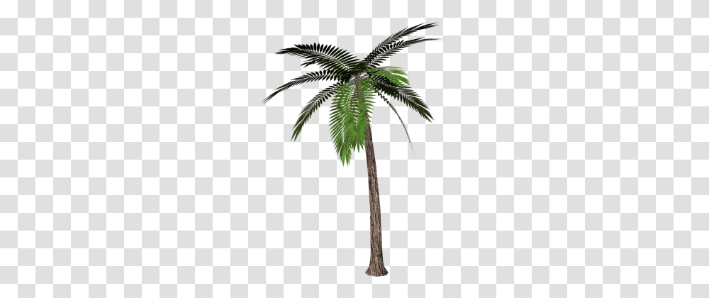 Palm Tree, Plant, Arecaceae, Leaf, Annonaceae Transparent Png