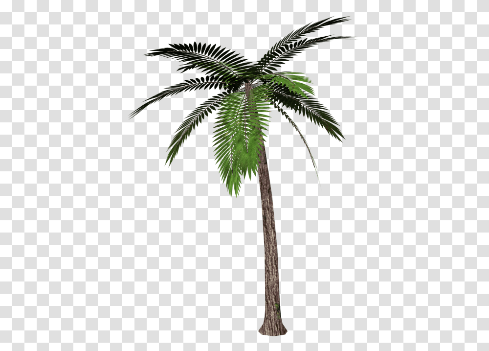 Palm Tree, Plant, Arecaceae, Leaf, Bird Transparent Png