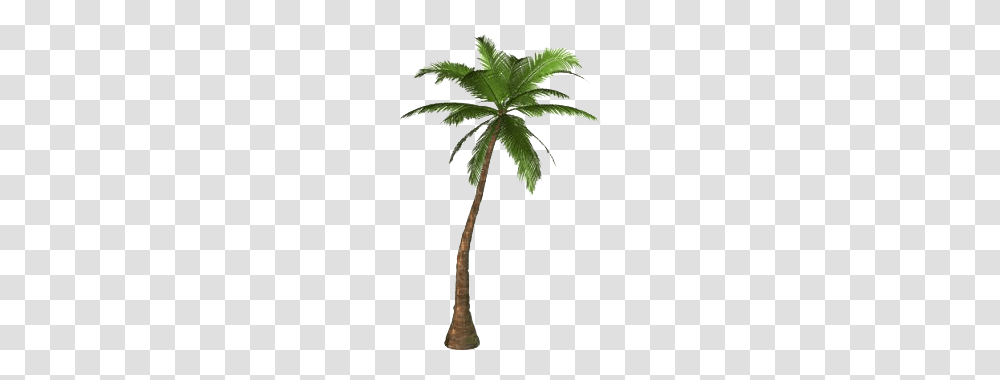 Palm Tree, Plant, Arecaceae Transparent Png