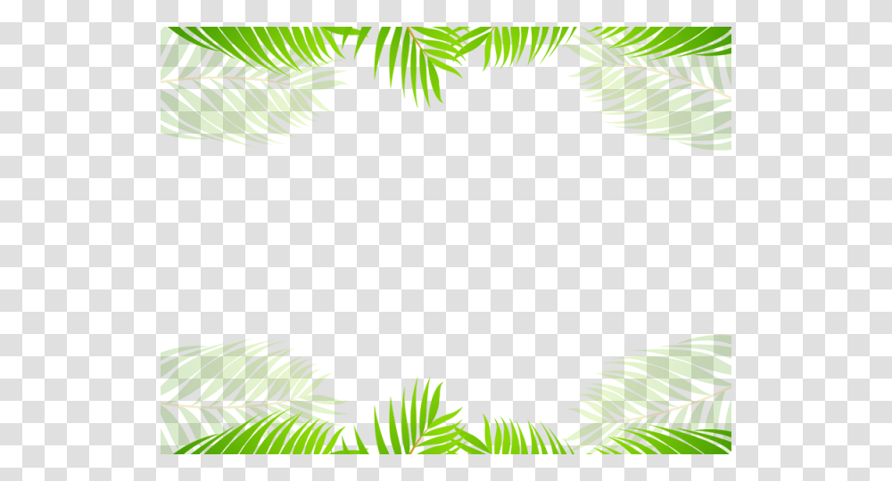 Palm Tree, Plant, Fern, Green, Leaf Transparent Png