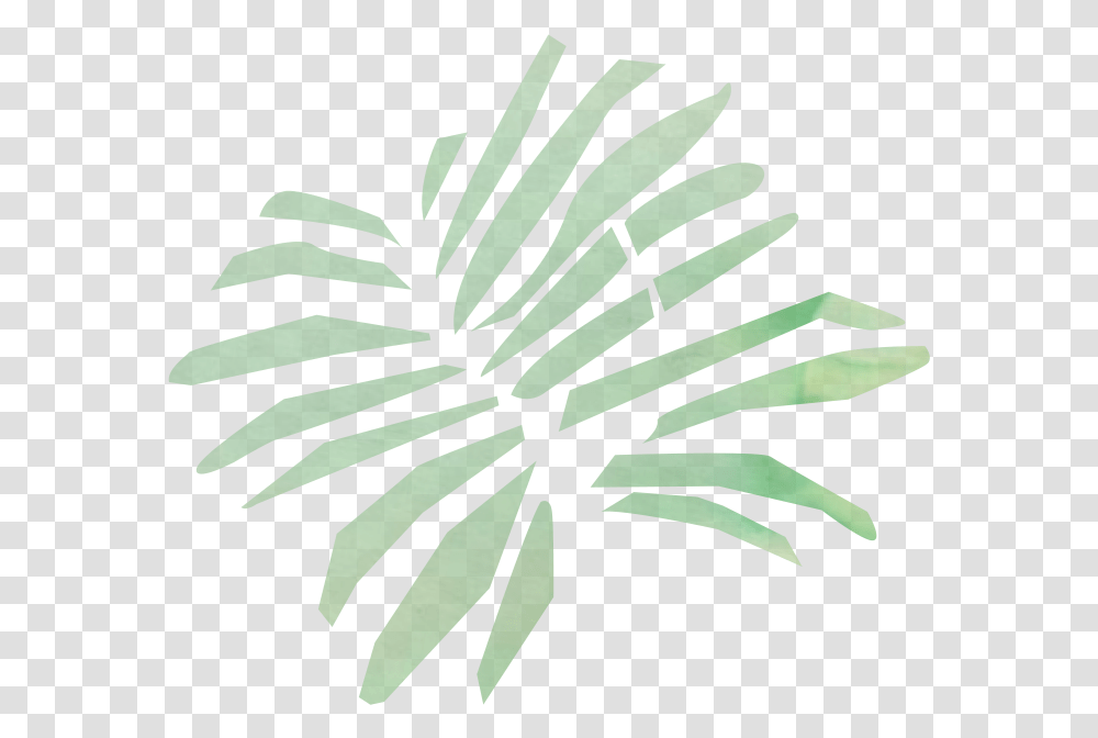 Palm Tree, Plant, Fir, Abies Transparent Png