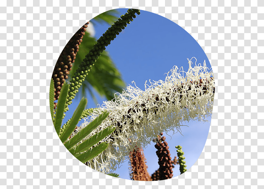 Palm Tree, Plant, Flower, Blossom, Snake Transparent Png