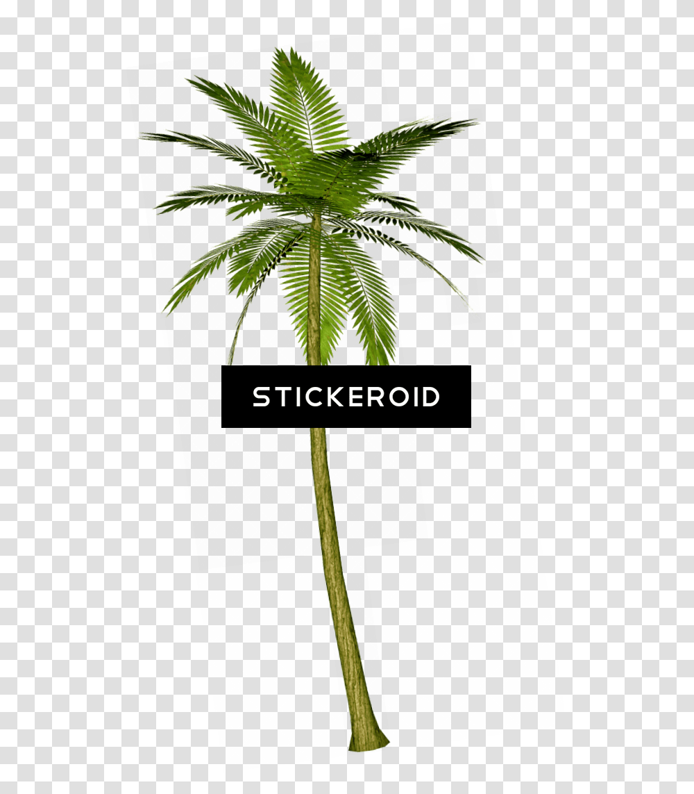 Palm Tree, Plant, Leaf, Arecaceae, Cross Transparent Png