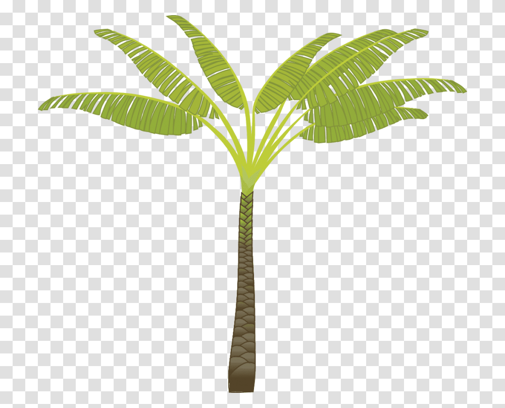 Palm Tree, Plant, Leaf, Arecaceae, Green Transparent Png