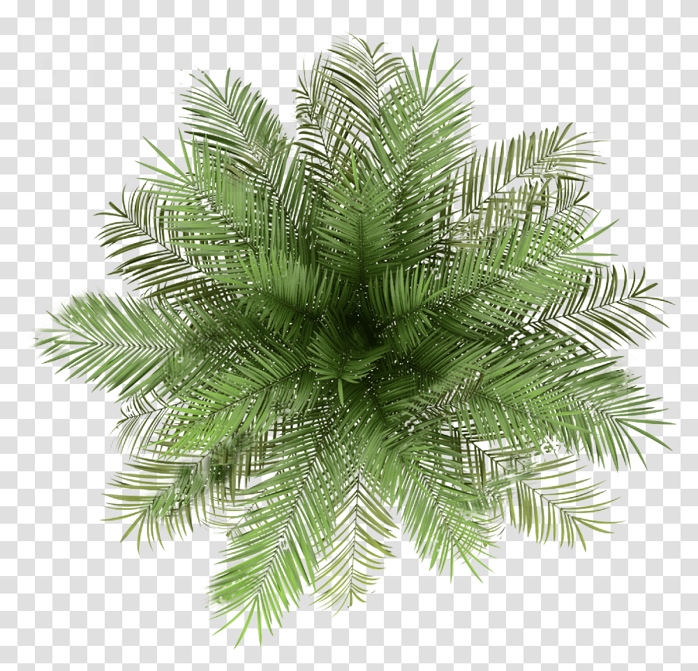 Palm Tree, Plant, Pattern, Fern, Potted Plant Transparent Png