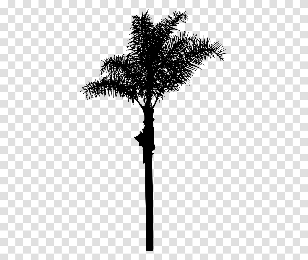 Palm Tree, Plant, Tree Trunk, Utility Pole, Silhouette Transparent Png