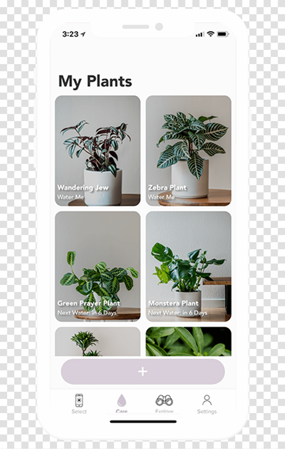 Palm Tree, Plant, Vase, Jar, Pottery Transparent Png