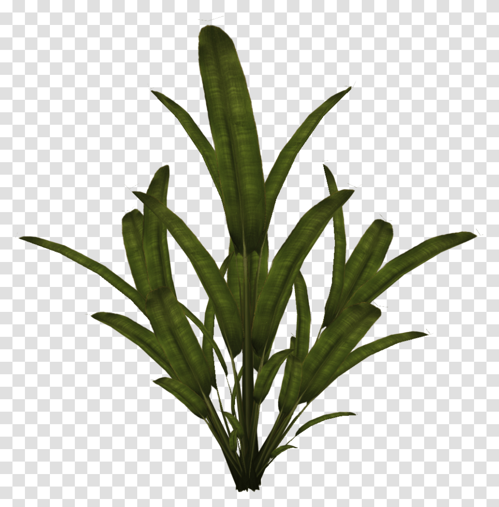 Palm Tree Plants 2d, Flower, Leaf, Acanthaceae, Vegetation Transparent Png