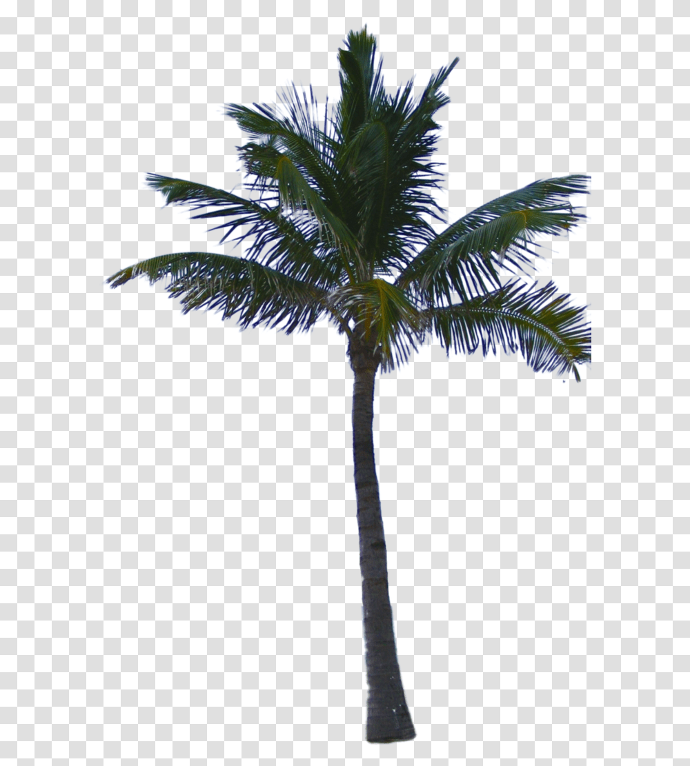 Palm Tree Psd Palm Tree File, Plant, Arecaceae, Bird, Animal Transparent Png