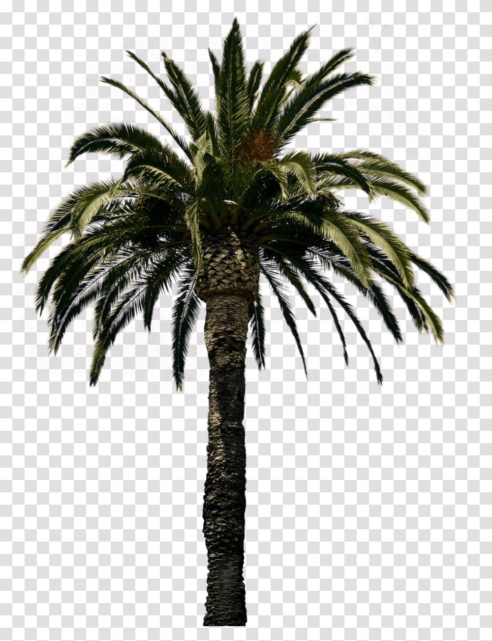 Palm Tree Real Palm Tree Background, Plant, Arecaceae, Cross Transparent Png