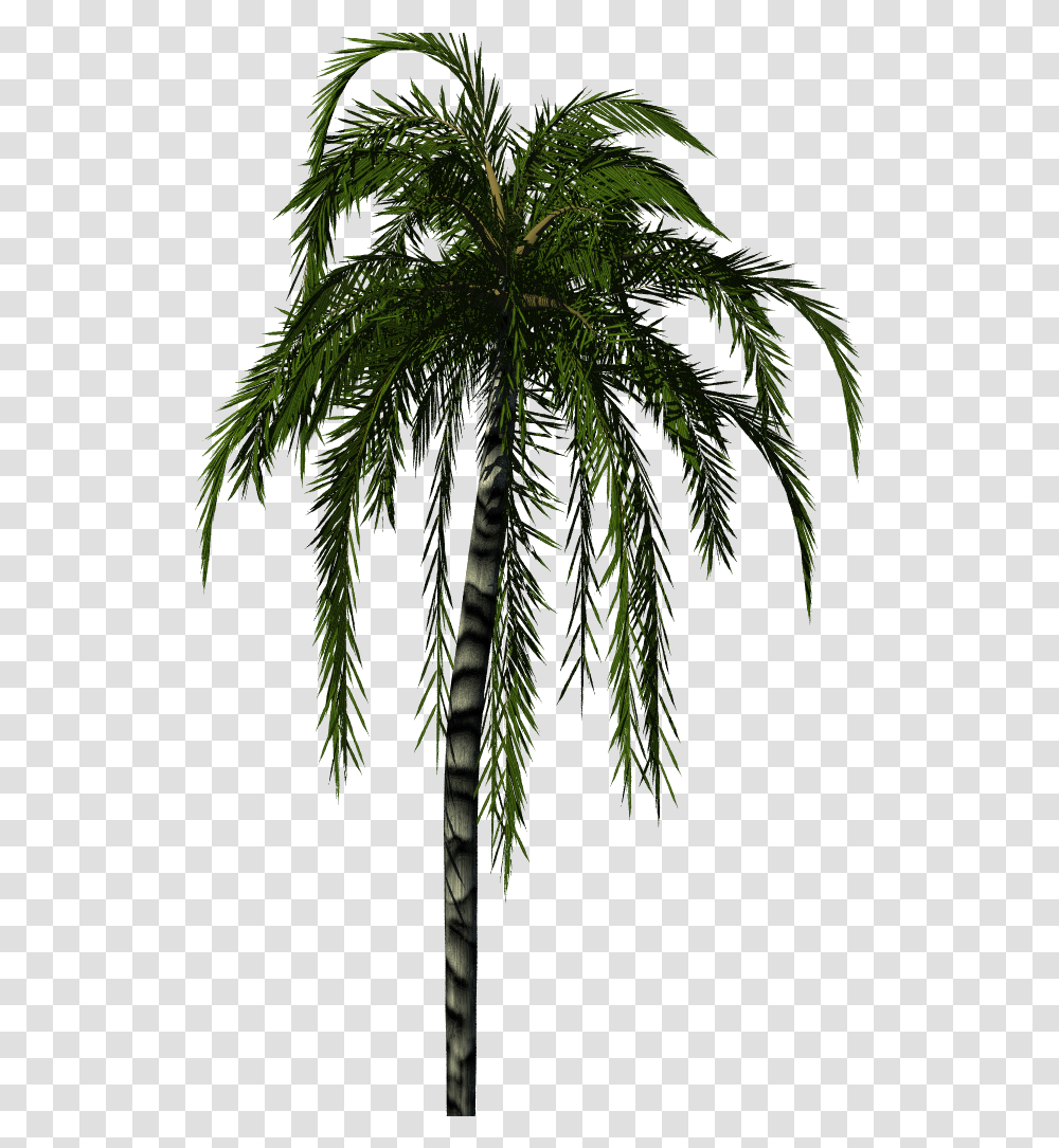 Palm Tree Render, Plant, Vegetation, Green, Leaf Transparent Png