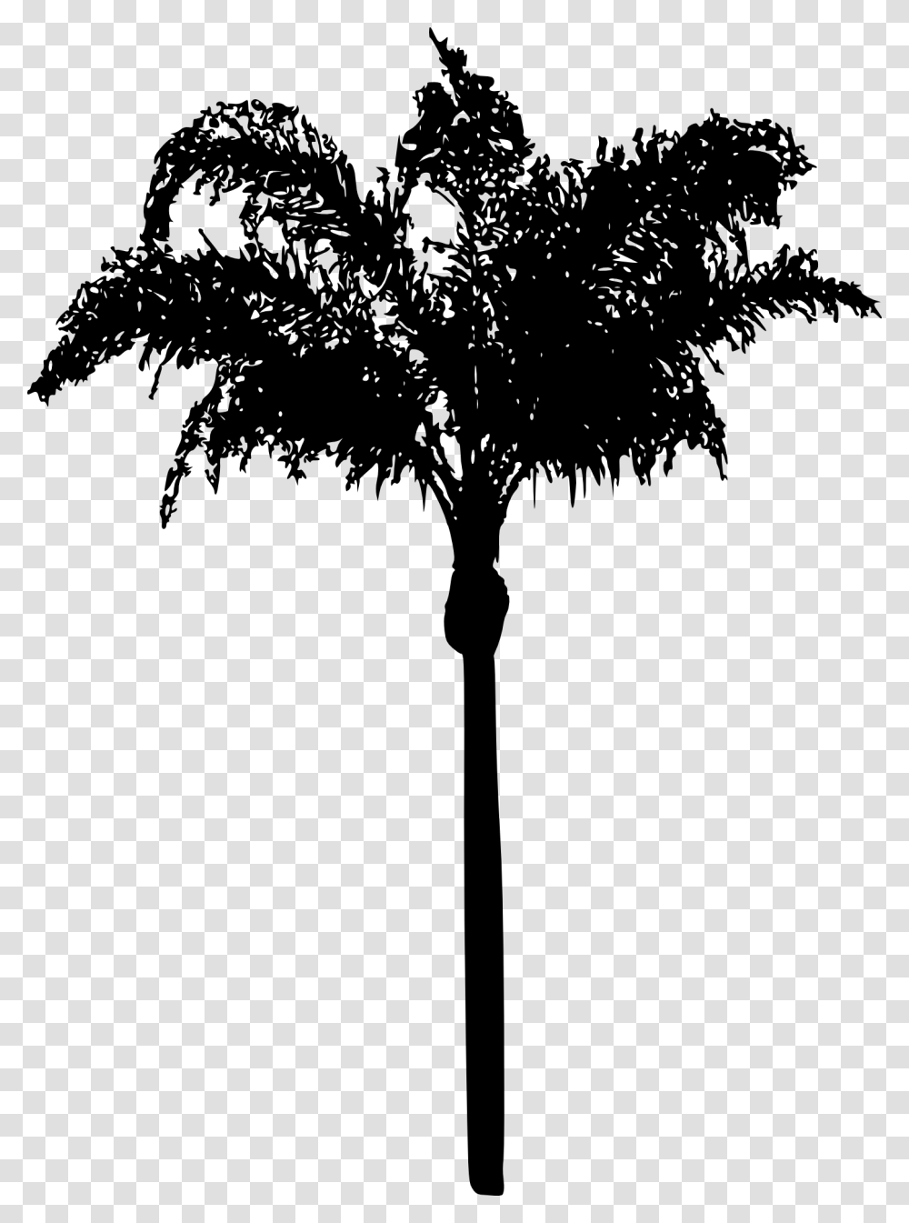 Palm Tree Silhouette, Plant, Arecaceae, Stencil Transparent Png