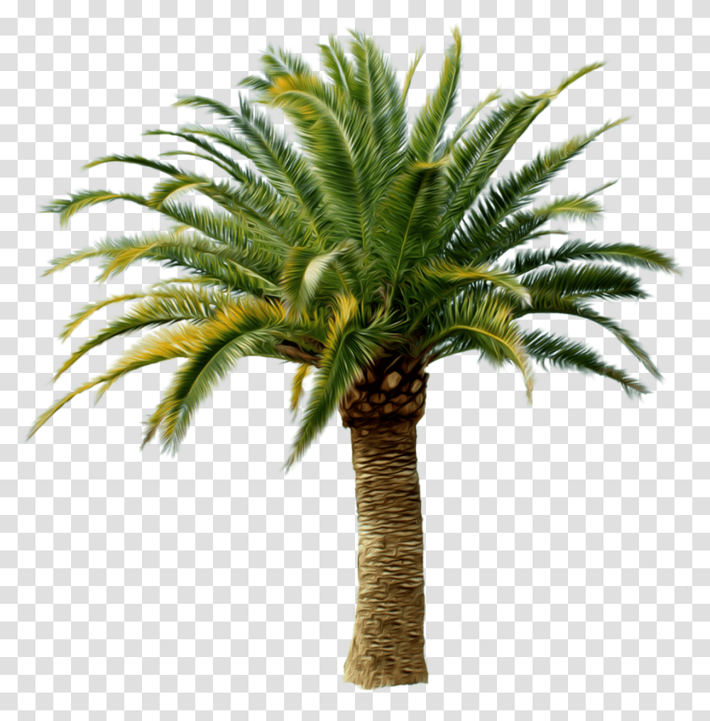 Palm Tree Small Palm Tree, Plant, Arecaceae, Annonaceae Transparent Png