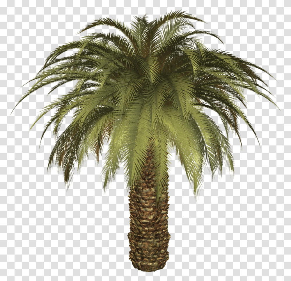 Palm Tree Small Palm Tree, Plant, Arecaceae, Elephant, Wildlife Transparent Png