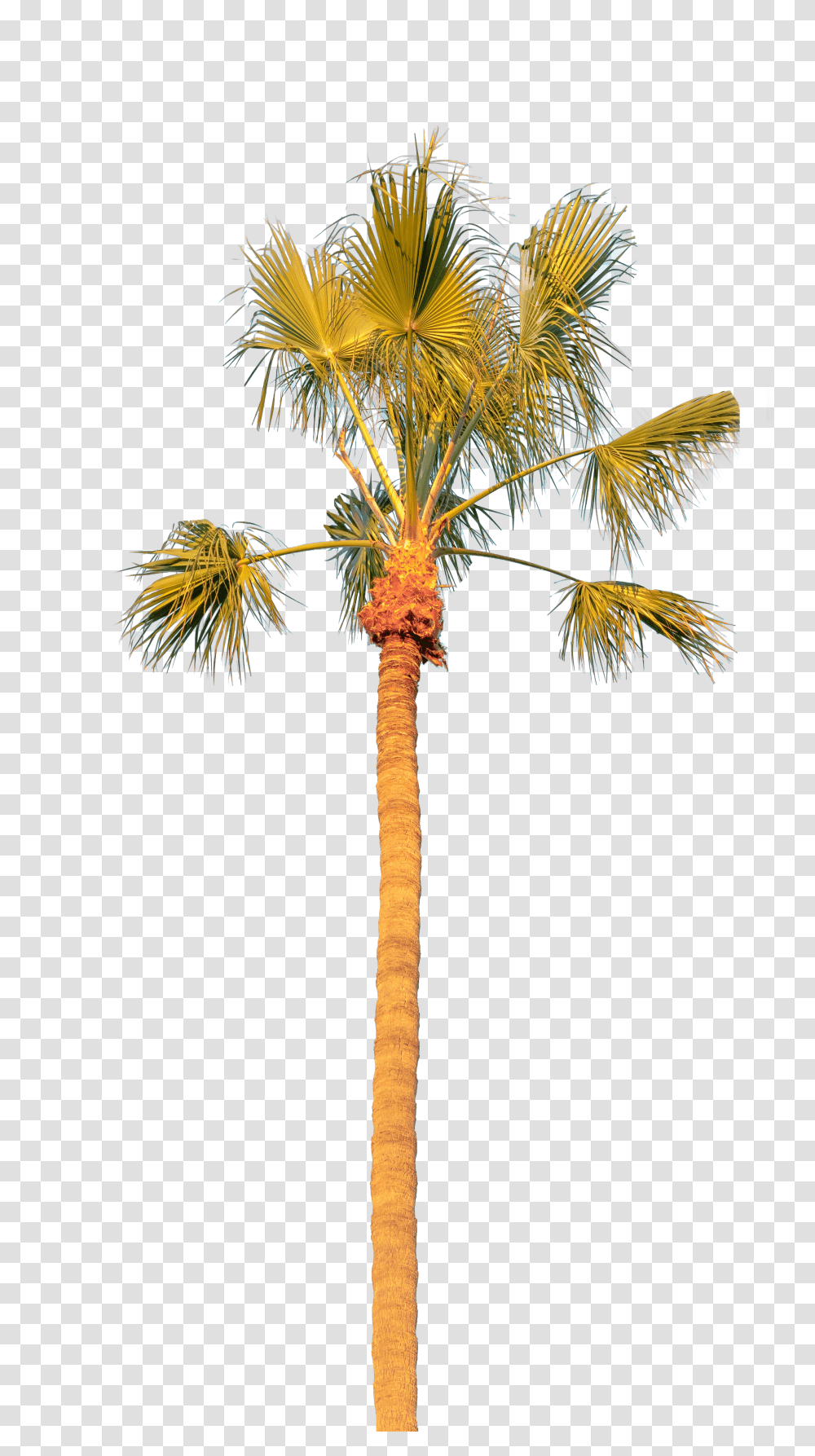 Palm Tree Solo Borassus Flabellifer Transparent Png