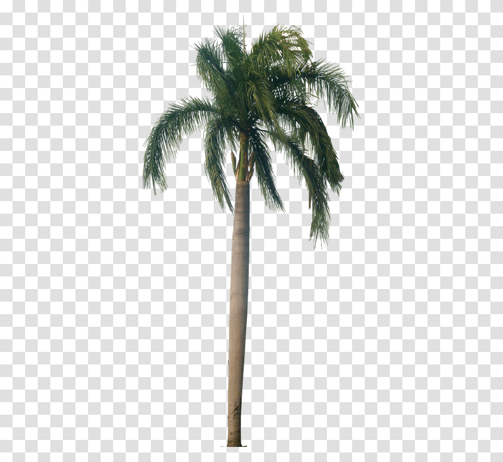 Palm Tree Texture Palm Tree, Plant, Arecaceae, Bird, Animal Transparent Png