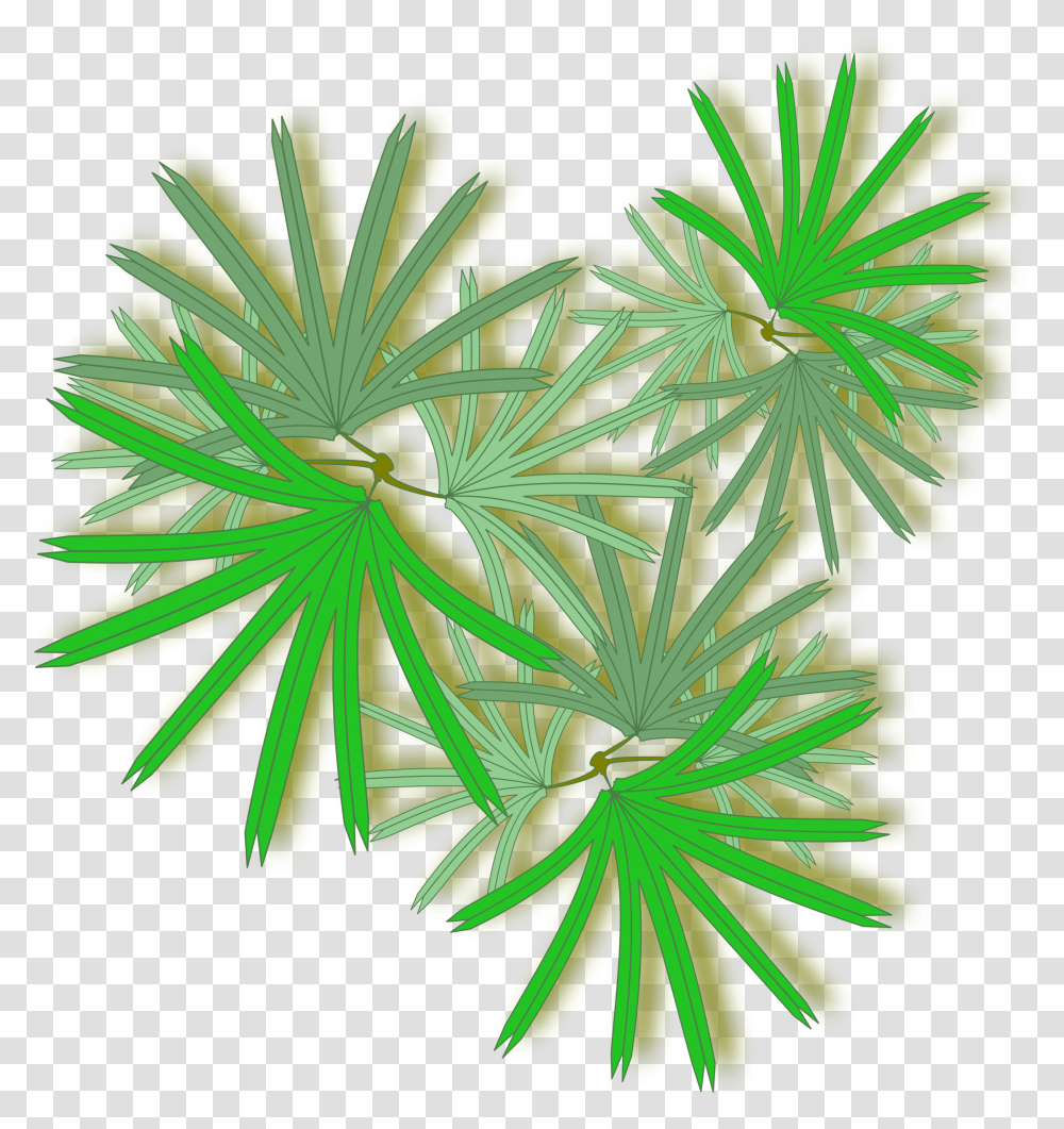 Palm Tree Top Palm Tree From The Top, Plant, Nature, Flower, Outdoors Transparent Png