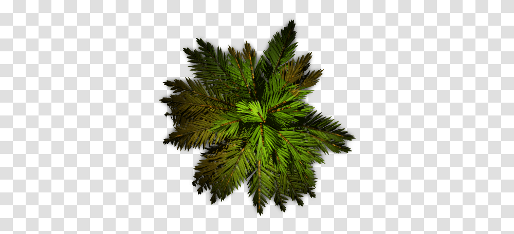 Palm Tree Top Pond Pine, Plant, Conifer, Leaf, Fir Transparent Png