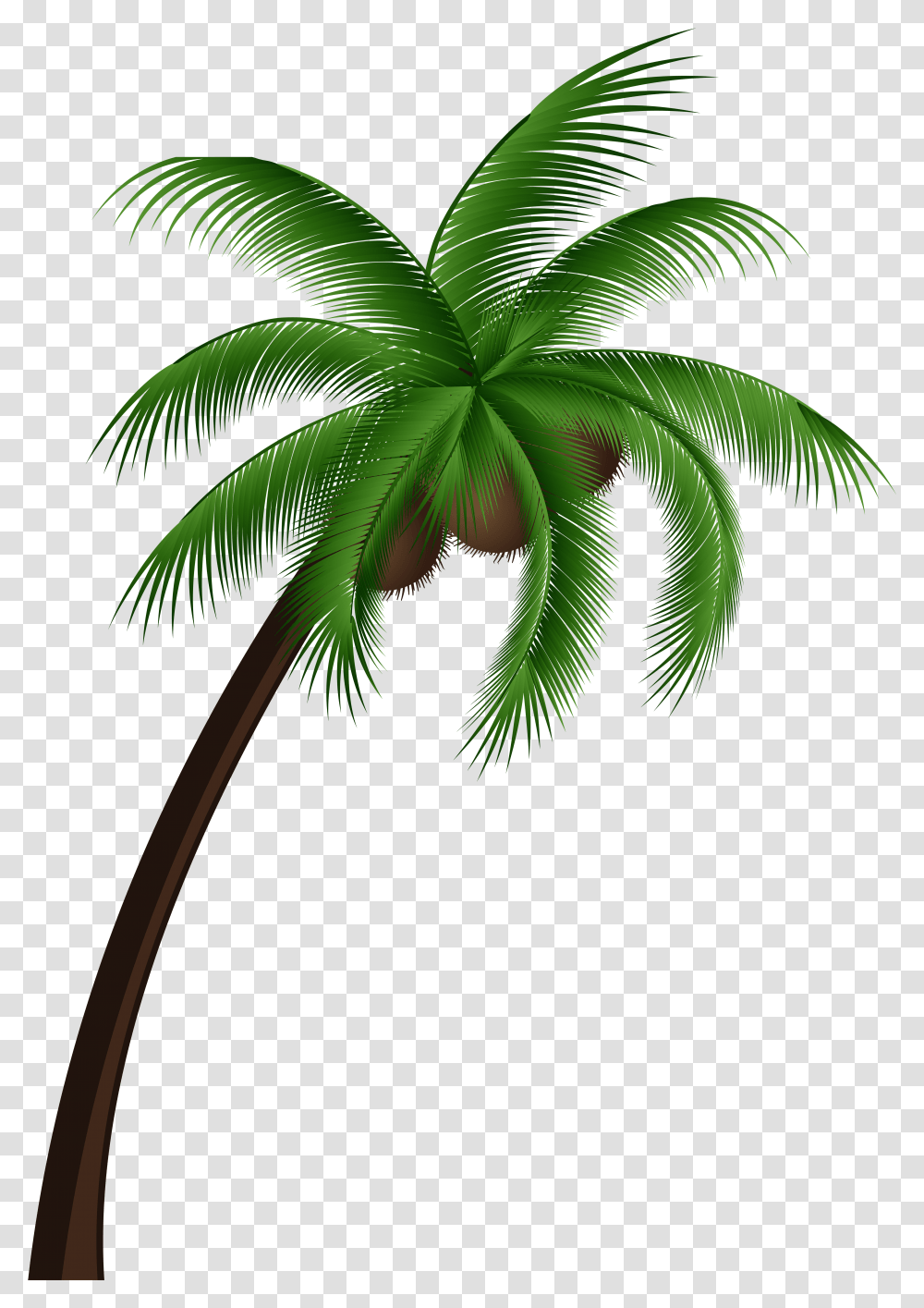 Palm Tree Top View Coconut Tree Clipart Transparent Png