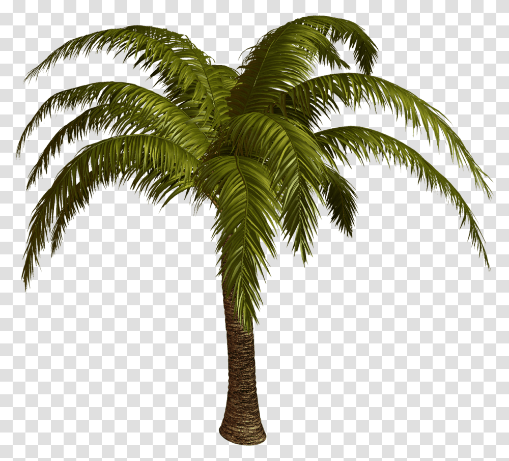 Palm Tree Top View Palmier, Plant, Arecaceae, Bird, Animal Transparent Png