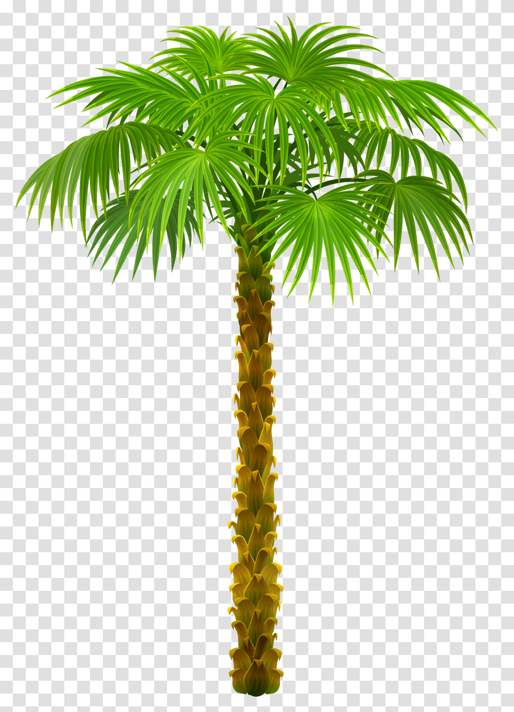 Palm Tree Top View, Plant, Arecaceae Transparent Png