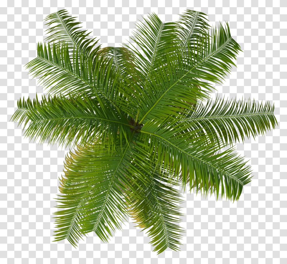 Palm Tree Top View, Plant, Leaf, Green, Conifer Transparent Png