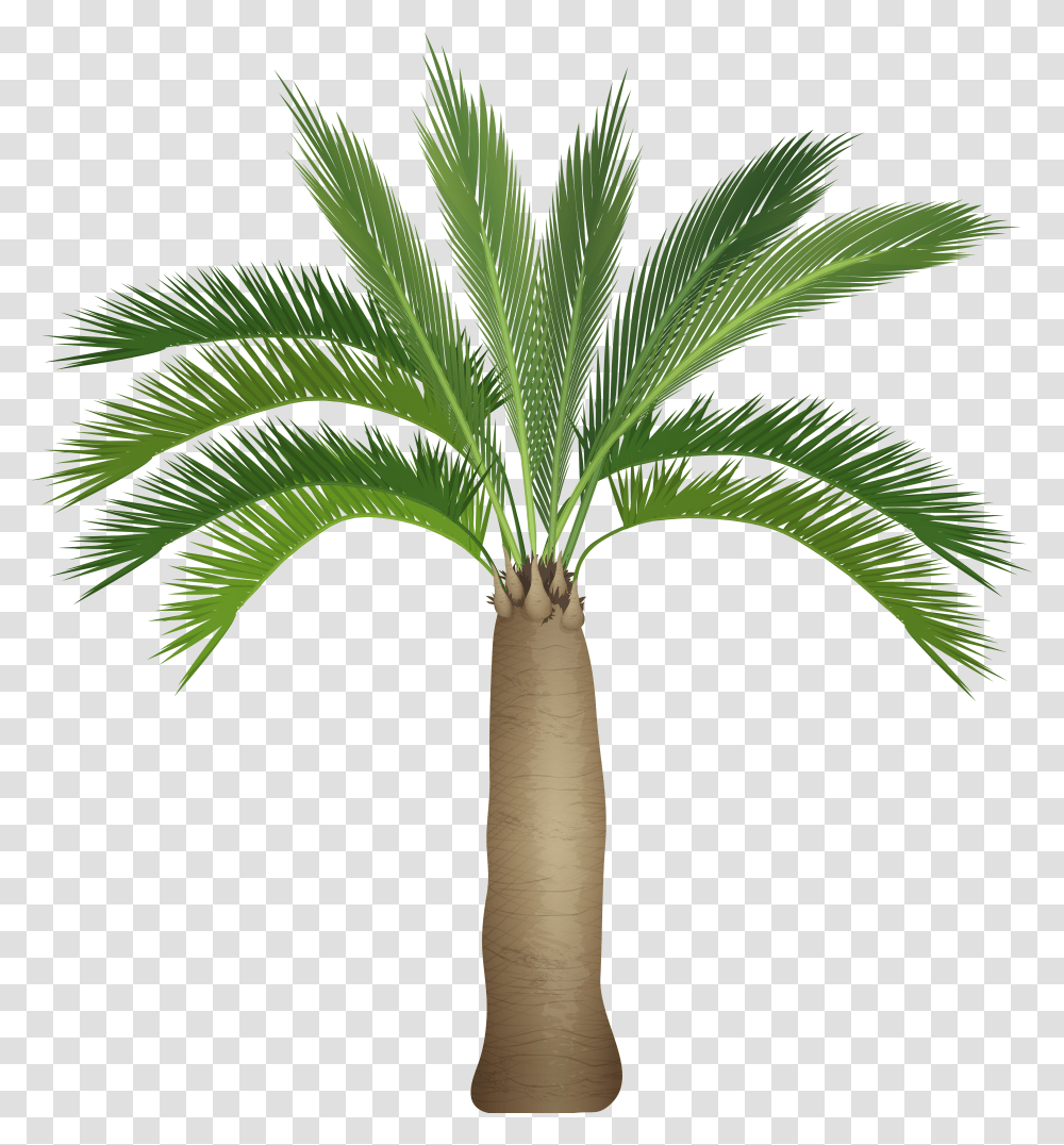 Palm Tree Top View Transparent Png