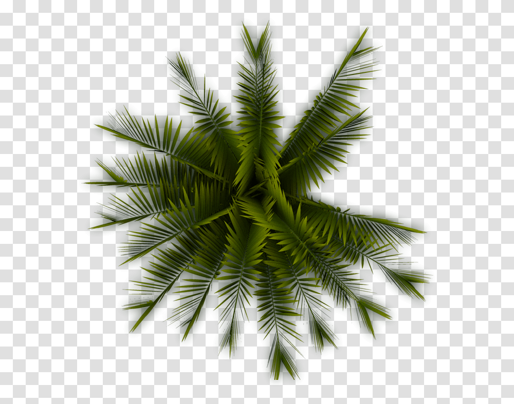 Palm Tree Top View & Clipart Free Download Ywd Coconut Tree Top, Pattern, Plant, Fractal, Ornament Transparent Png