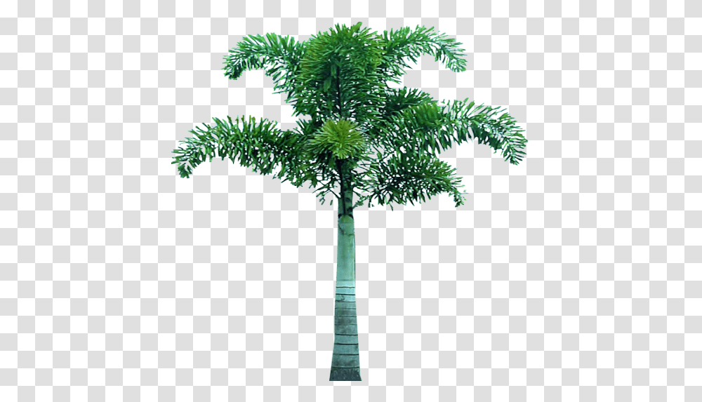 Palm Tree Tree Pic In, Plant, Arecaceae, Cross, Symbol Transparent Png