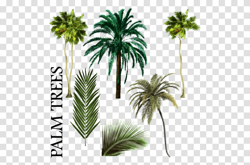Palm Tree Vector Palmiye Aac Karm Psd Vektr Free Palm Tree Psd, Plant, Vegetation, Green, Nature Transparent Png