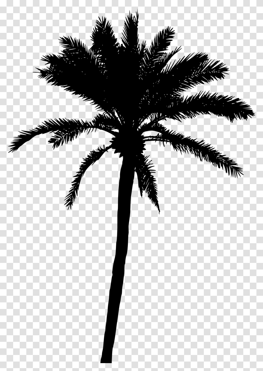 Palm Tree Vector, Plant, Arecaceae, Bird, Animal Transparent Png