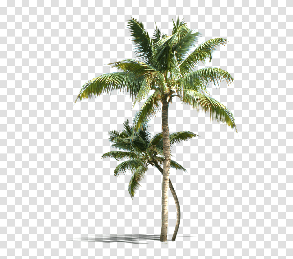 Palm Tree Vectors Psd And Clipart Kerala Coconut Tree, Plant, Arecaceae Transparent Png