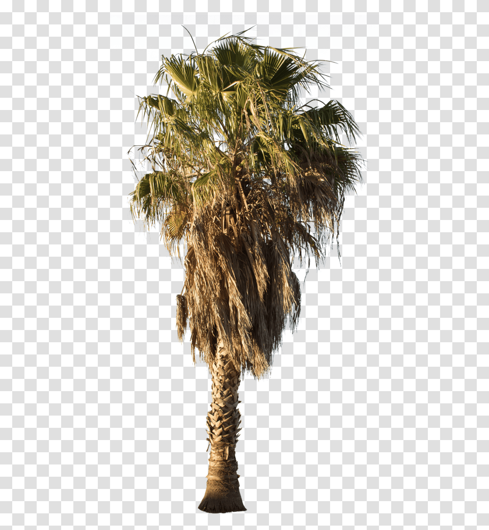 Palm Tree Washingtonia Robusta Ii Palm Tree, Plant, Outdoors, Nature, Bird Transparent Png