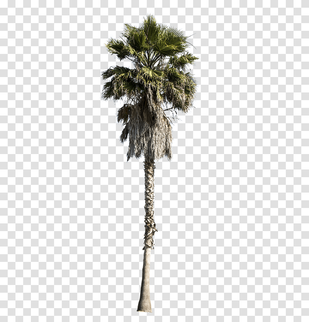 Palm Tree Washingtonia Robusta Palm Tree Cut Out, Crystal, Lamp, Plant, Outdoors Transparent Png