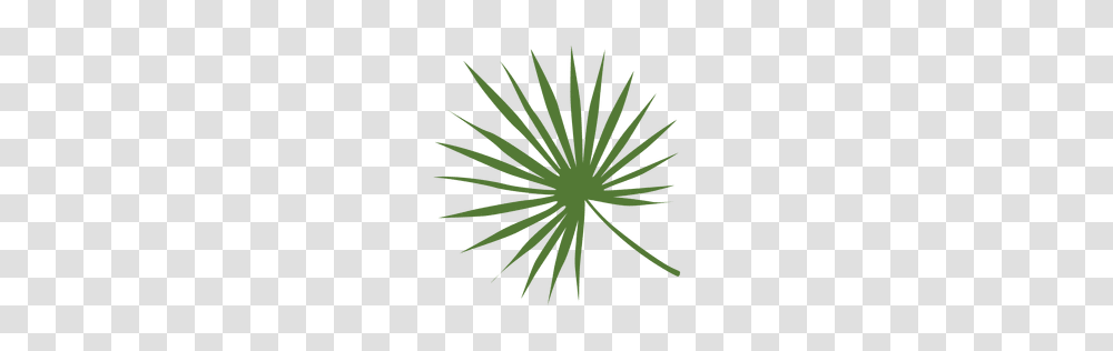 Palm Tree With Leaves Silhouette, Plant, Green, Leaf, Flower Transparent Png