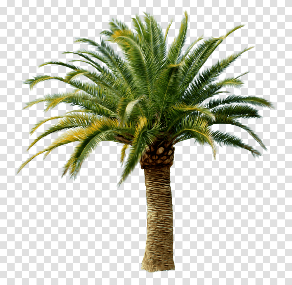 Palm Trees 1 Image Date Palm Tree, Plant, Arecaceae, Annonaceae Transparent Png