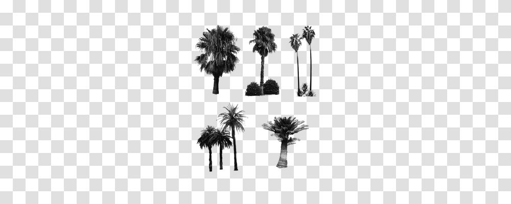 Palm Trees Nature, Gray, World Of Warcraft Transparent Png