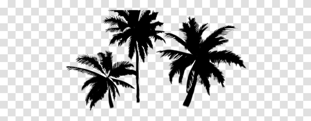 Palm Trees Background, Leaf, Plant, Pattern, Bird Transparent Png