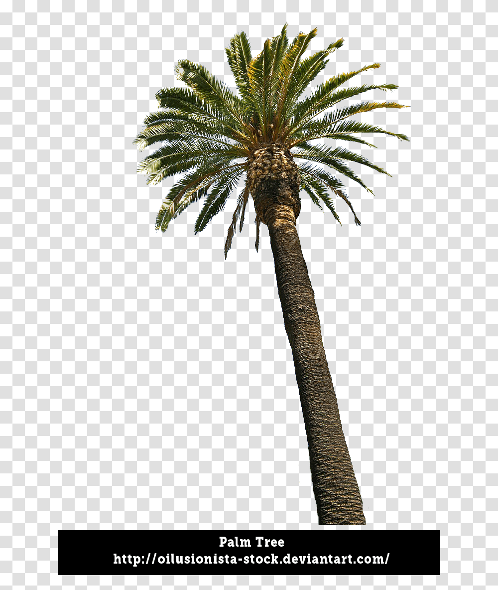 Palm Trees Background Palm Tree Images Download, Plant, Cross, Tree Trunk Transparent Png