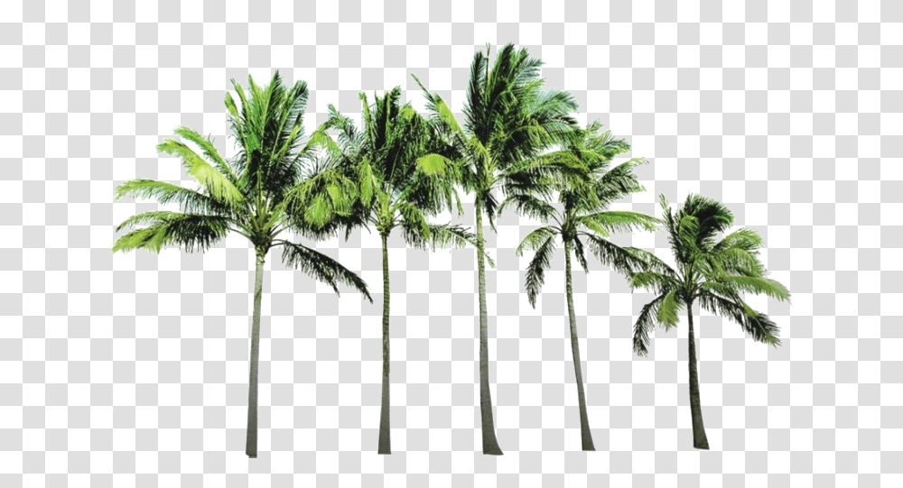 Palm Trees Background, Plant, Arecaceae, Tropical, Fruit Transparent Png