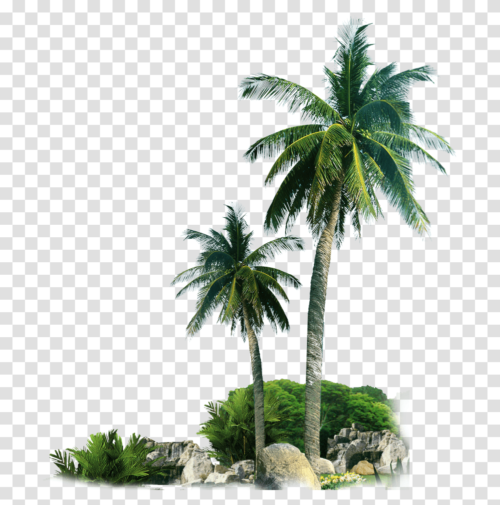 Palm Trees By Rocks Image, Plant, Arecaceae, Summer, Tropical Transparent Png