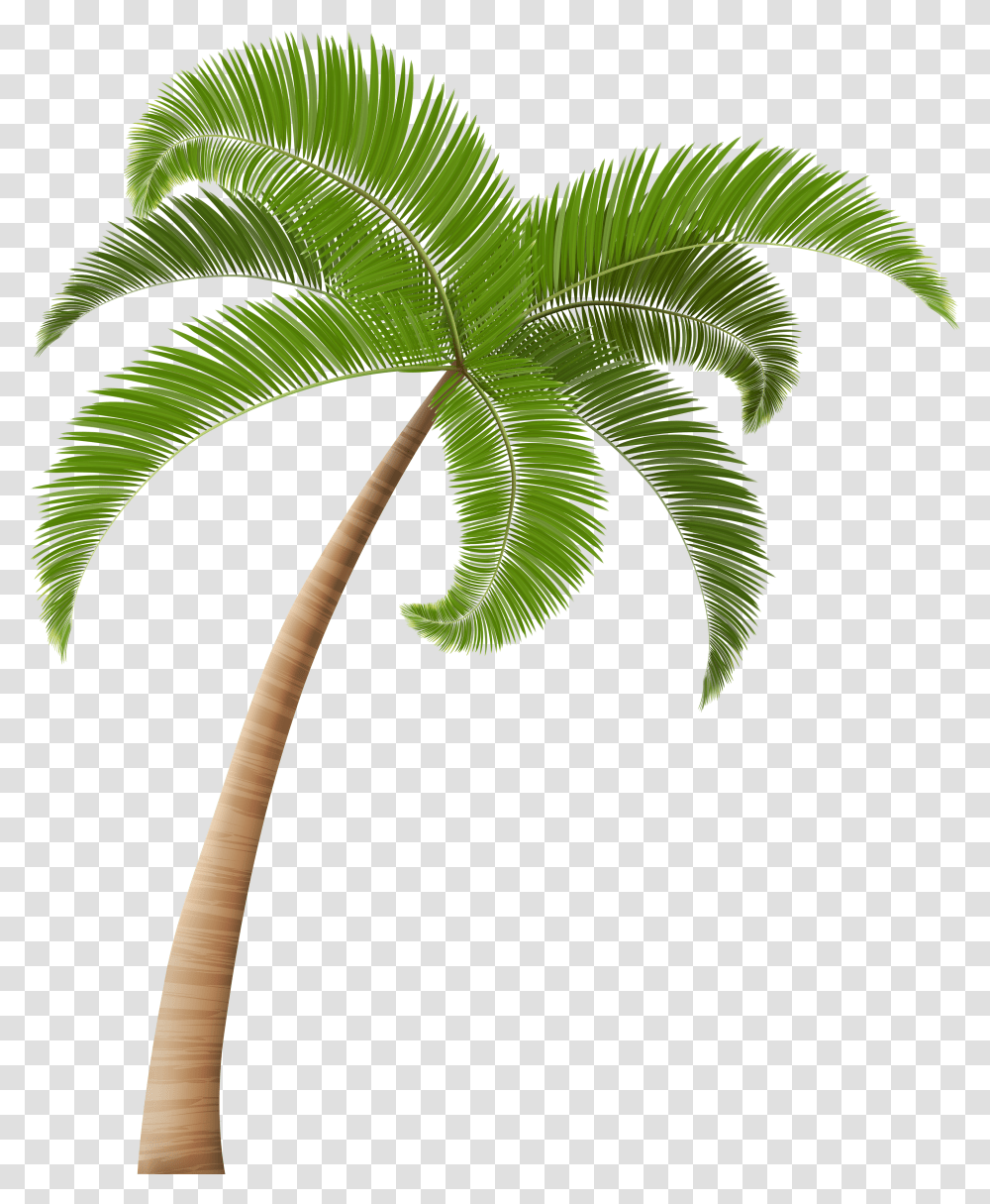 Palm Trees Clip Art Background Palm Tree Transparent Png