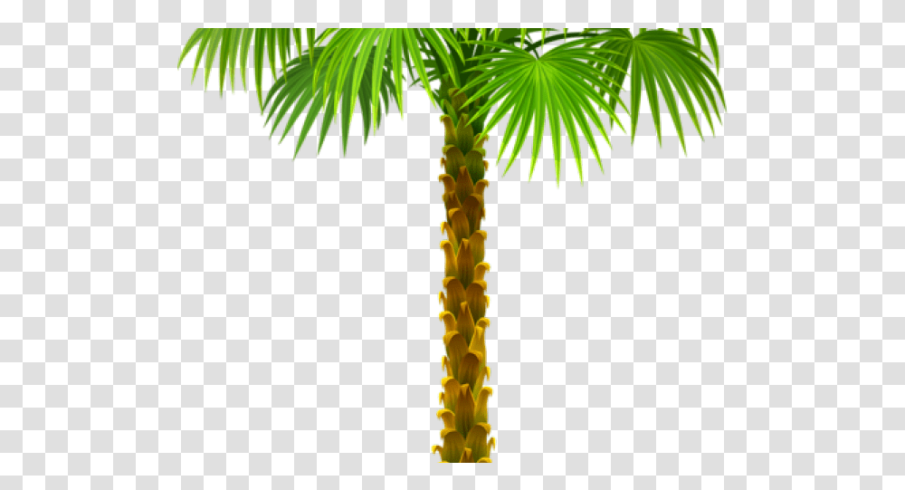 Palm Trees Clip Art Portable Network Graphics Branch Clipart Of Palm Tree, Plant, Arecaceae Transparent Png